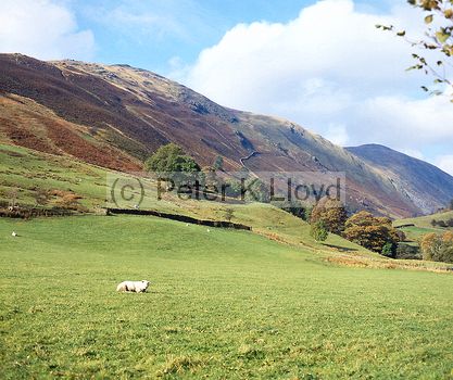 Sheep in meadow and range of high fells Troutbeck Lake District Cumbria