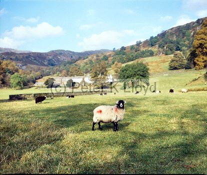 Sheep in meadow and range of high fells Troutbeck Lake District Cumbria